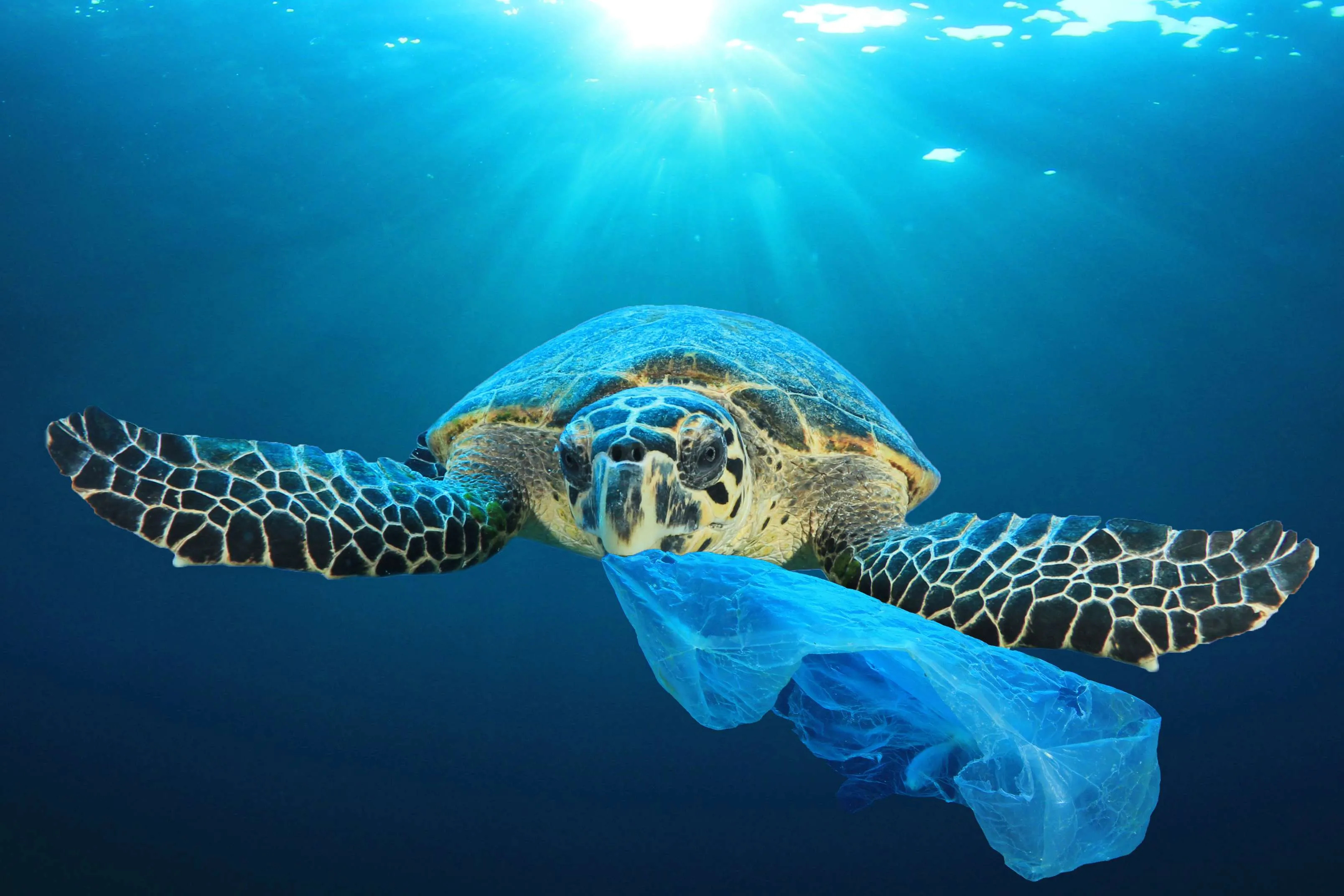 Home - Because Turtles Eat Plastic Bags